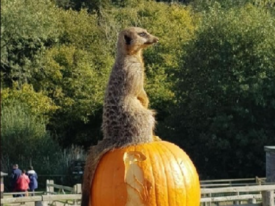 Oct 19 1
