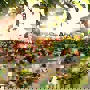 Coffee Beans On Coffee Plant