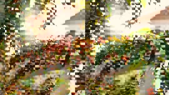 Coffee Beans On Coffee Plant