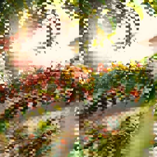 Coffee Beans On Coffee Plant