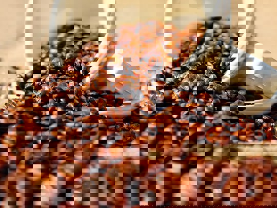 Pexels Pixabay 144253