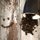 Coffee Bean Smile