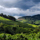 Coffee Plantation