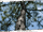 Schattenbaeume