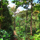 Rainforest