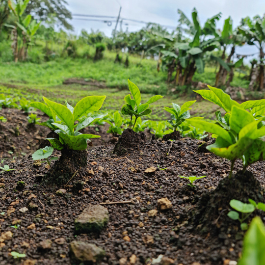 Coffee Soil