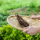 Organic Coffee