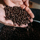 Med Dark Beans