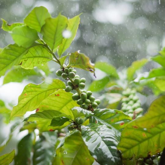 Rain On Coffee