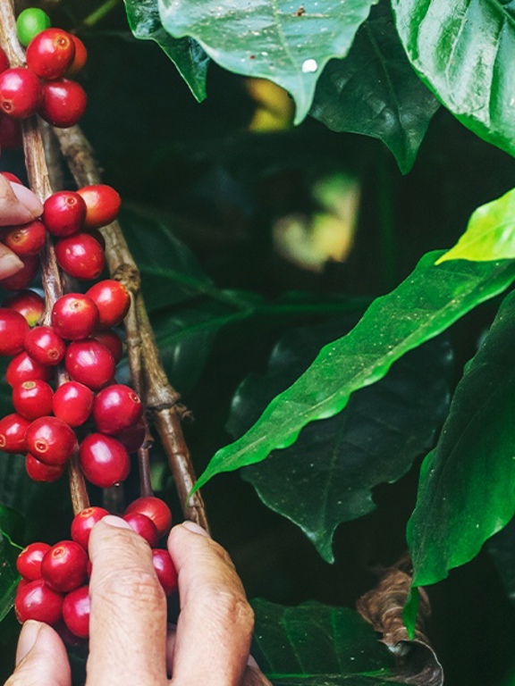 Cafe Intencion Natuerlich Bio Header